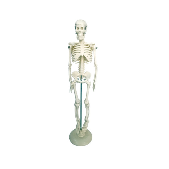 42CM Flexible  Human Anatomical Skeleton decoration Model human teaching tools