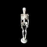 42CM Flexible  Human Anatomical Skeleton decoration Model human teaching tools